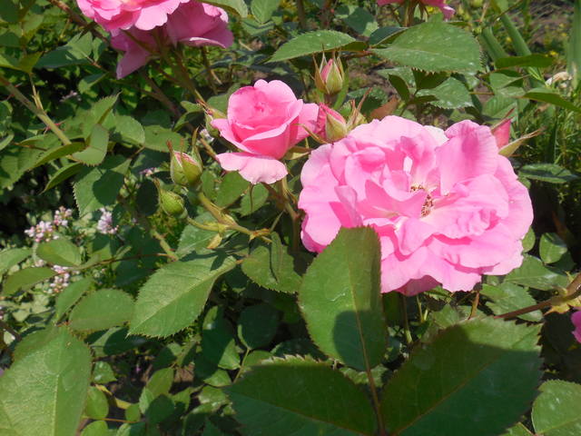 Розы цветут - Страница 18 22732467_m