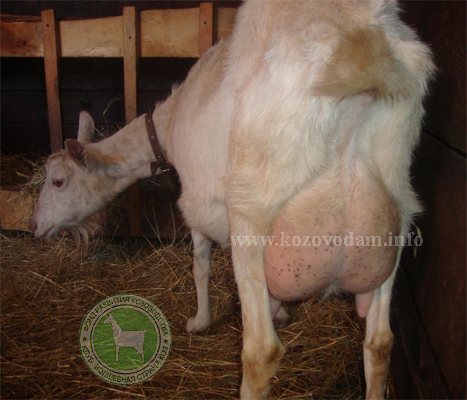 Марк мать Мимоза Helgina