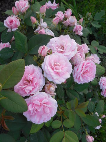 Розы цветут - Страница 19 22755819_m