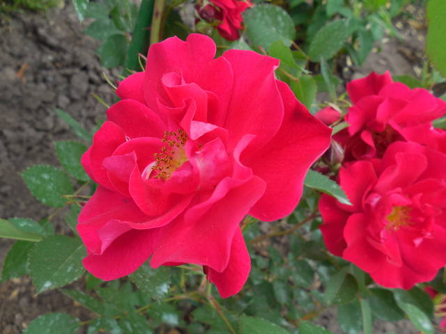 Розы цветут - Страница 19 22758081_m