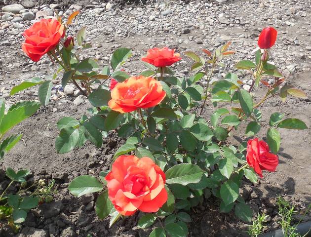 Розы цветут - Страница 19 22758551_m