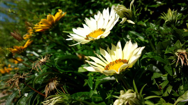 Публикувано изображение