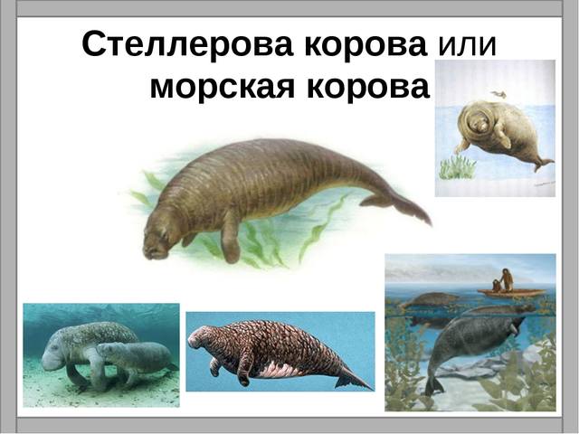 Морская корова фото из красной книги фото и описание