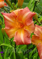 VFL.RU - ваш фотохостинг