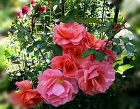 VFL.RU - ваш фотохостинг