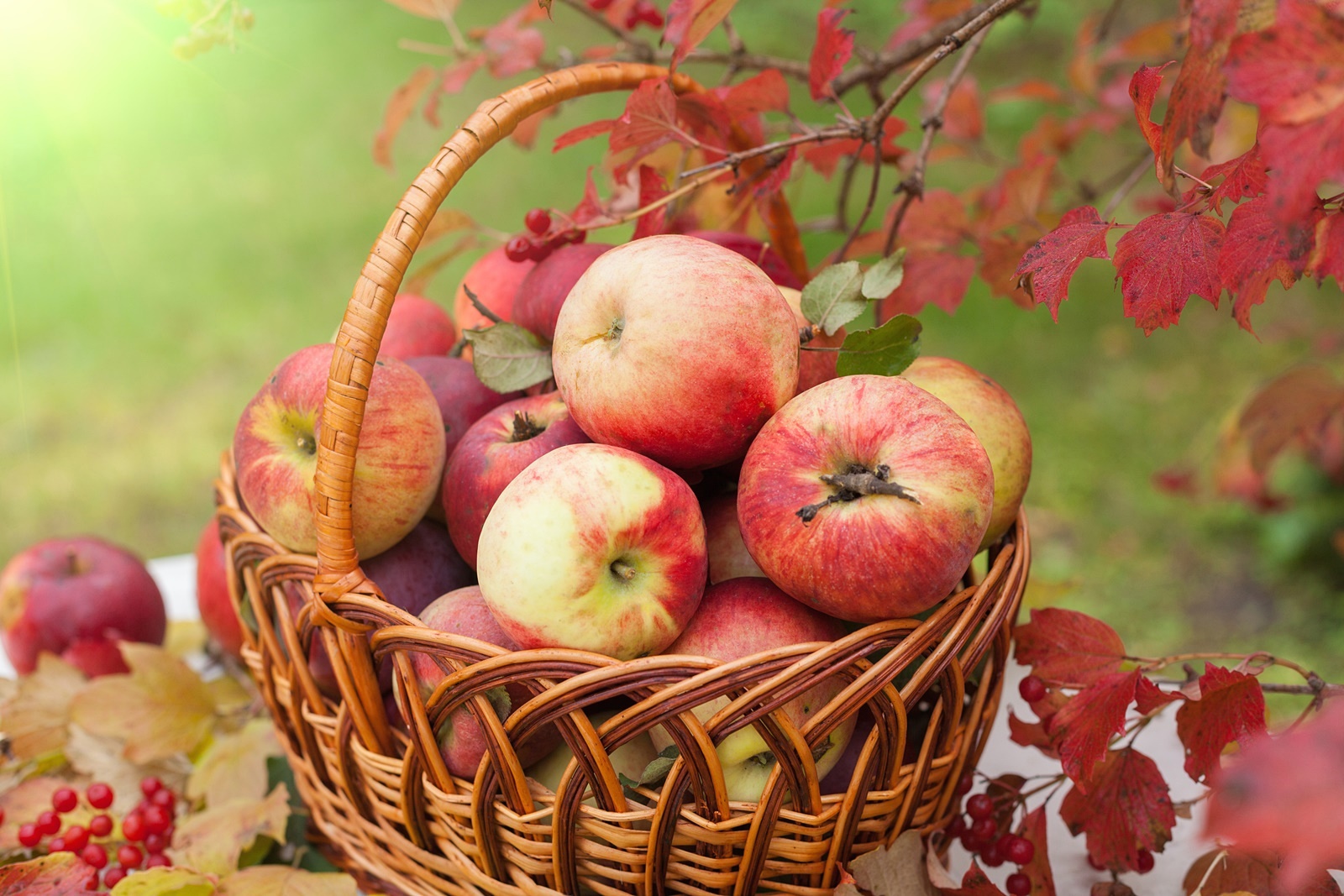Осенние яблоки августа