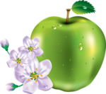 apple-zel (84)