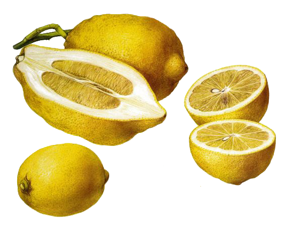 k-lemon (225)