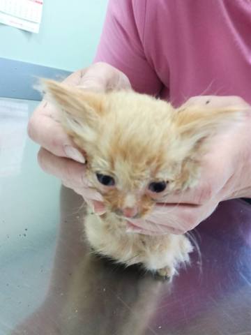 Кошки в нашей жизни. Кошки и все, что с ними связано.