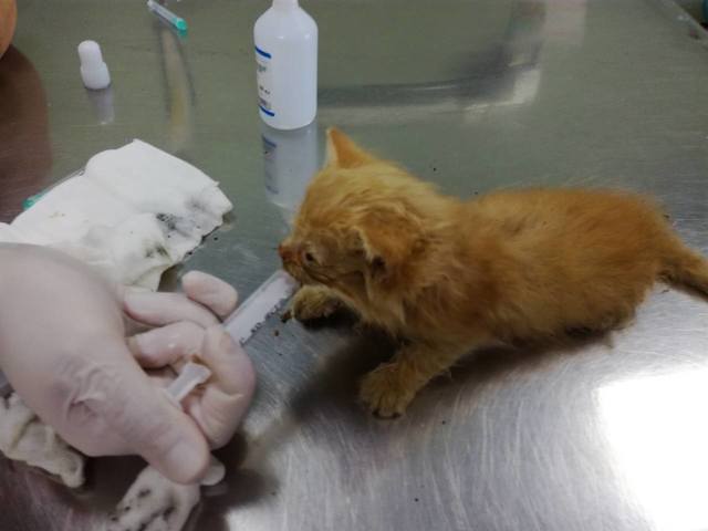 Кошки в нашей жизни. Кошки и все, что с ними связано.