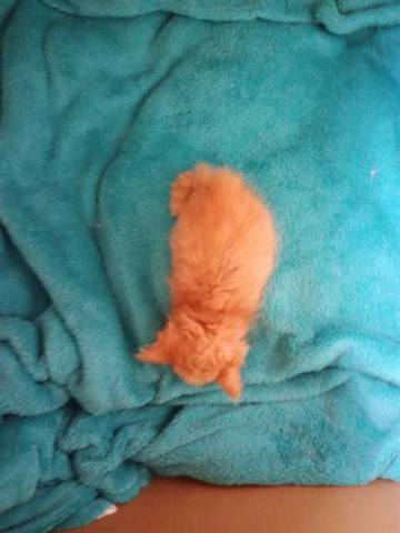 Кошки в нашей жизни. Кошки и все, что с ними связано.