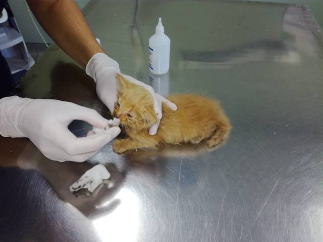 Кошки в нашей жизни. Кошки и все, что с ними связано.