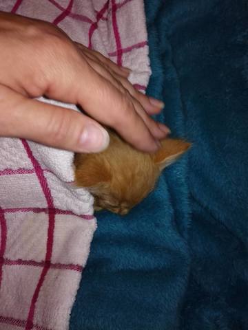 Кошки в нашей жизни. Кошки и все, что с ними связано.