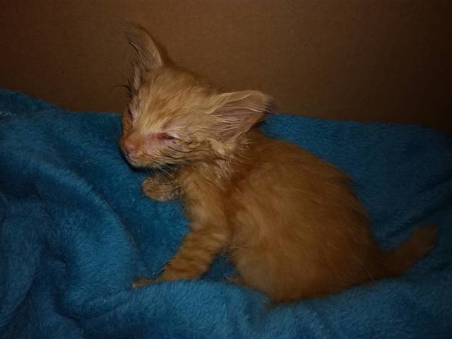 Кошки в нашей жизни. Кошки и все, что с ними связано.