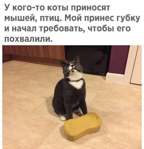 Кто сказал "Мяу"?