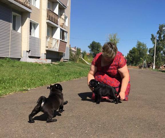 МОПС, щенки, д.р. 18.05.18, пит-к "Масвет Свит-Дрим" г. Братск 23071635_m