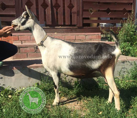 Фанта 1 Светлана Владиславовна