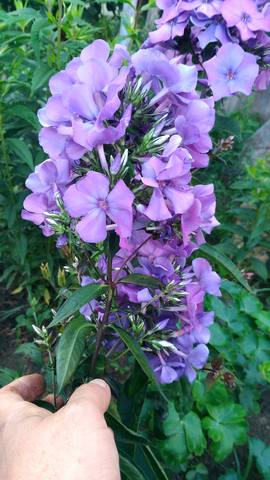 Цветы на моем участке (2018 г.)