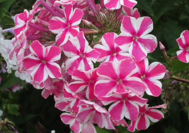 Цветы на моем участке (2018 г.)