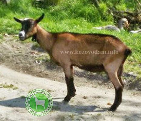 Глаша 3 ЛПХ Конюховых