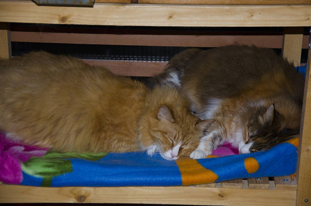 Кошки в нашей жизни. Кошки и все, что с ними связано.