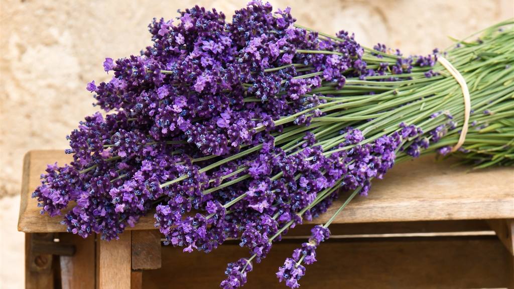 Bouquet-of-purple-lavender-flowers 1366x768