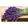 Bouquet-of-purple-lavender-flowers 1366x768
