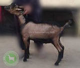 Лучезар 1 Люся@