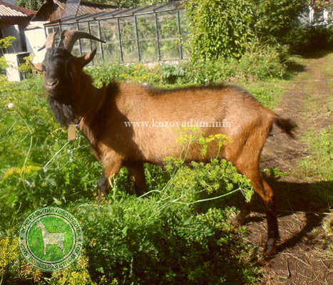 Гермес 3 ЛПХ Любимцевой Ольги