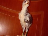 VFL.RU - ваш фотохостинг