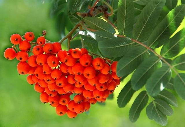 sorbus1