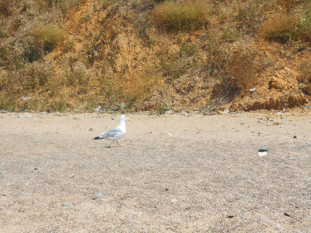 берег Чайка