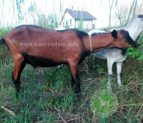 Йозеф 2 Katiunya