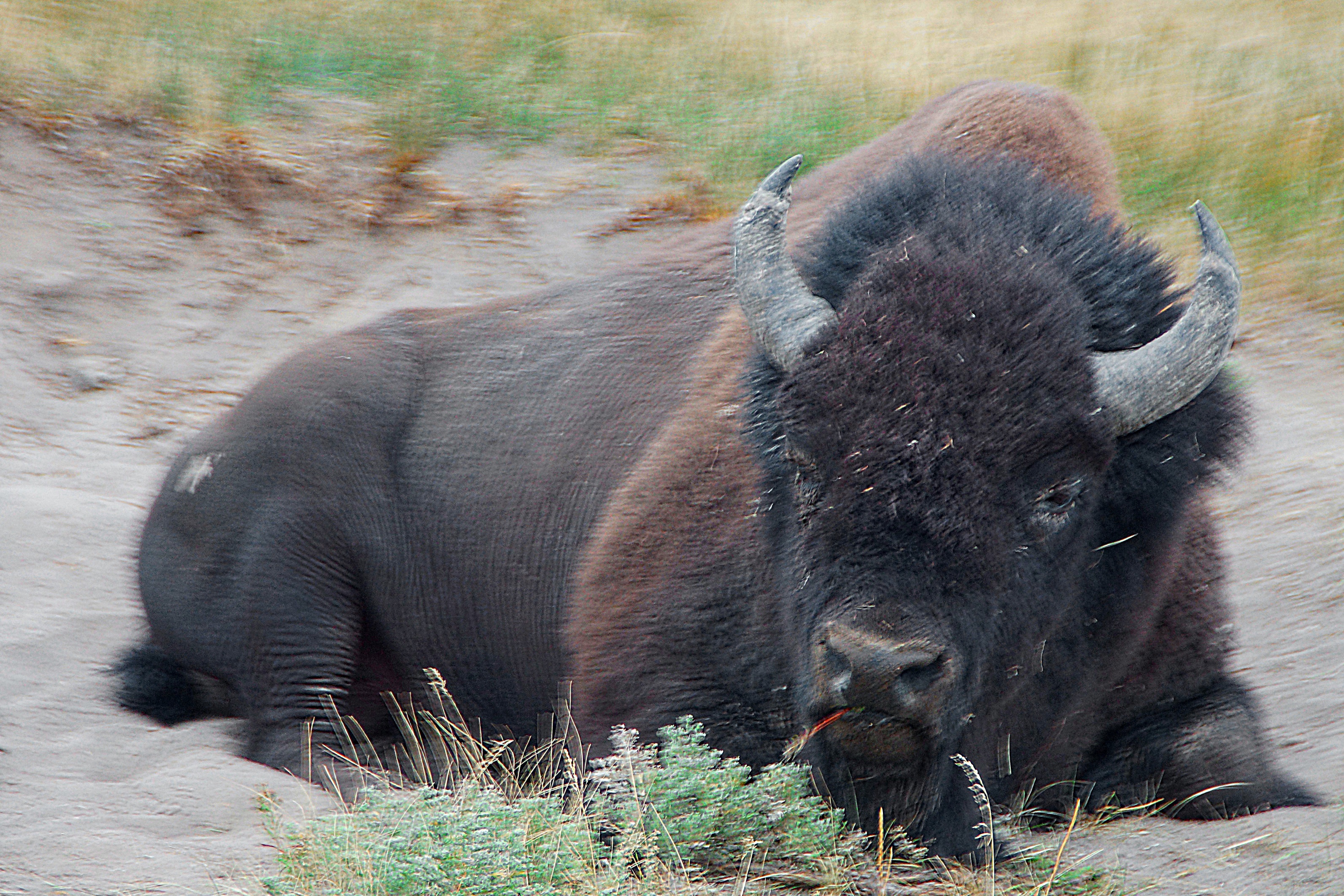 Дикий бизон в Йеллоустоуне. Фото Морошкина В.В.