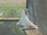 VFL.RU - ваш фотохостинг