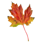 k list osen 01 (170)