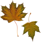 k list osen 01 (241)