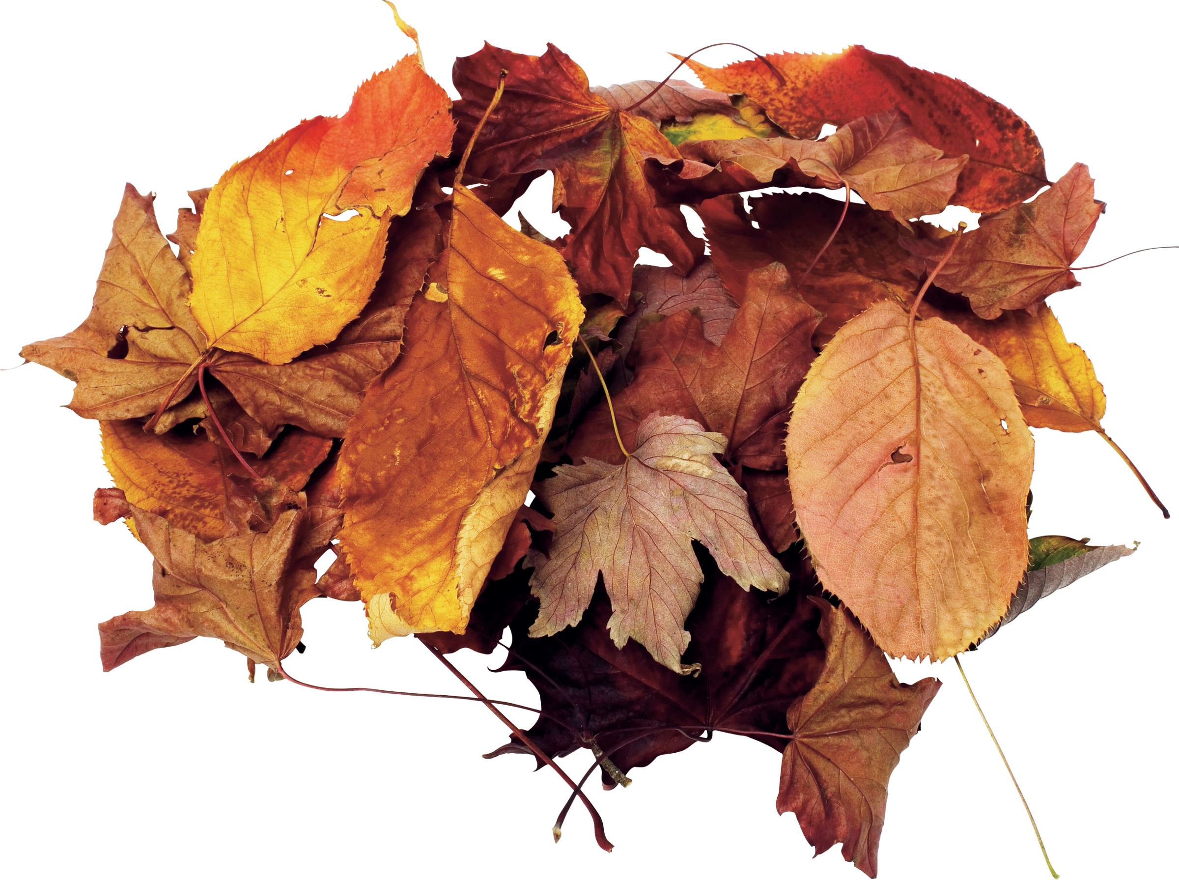 k list osen 07 (133)