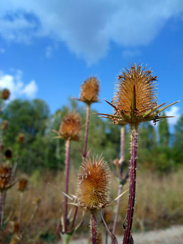 Публикувано изображение