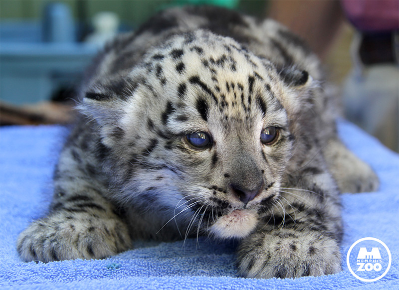 snowleopard