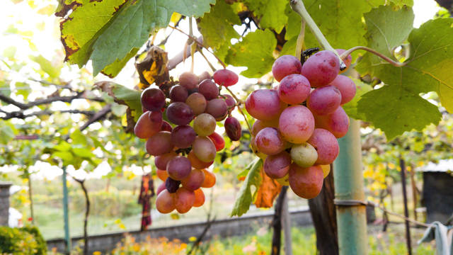 Публикувано изображение