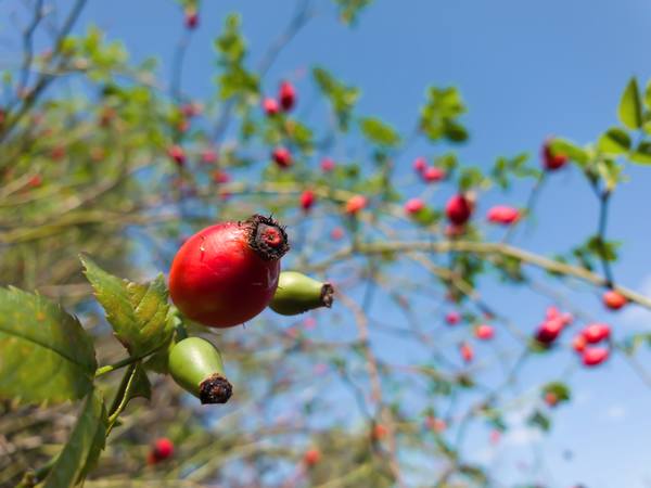 Публикувано изображение