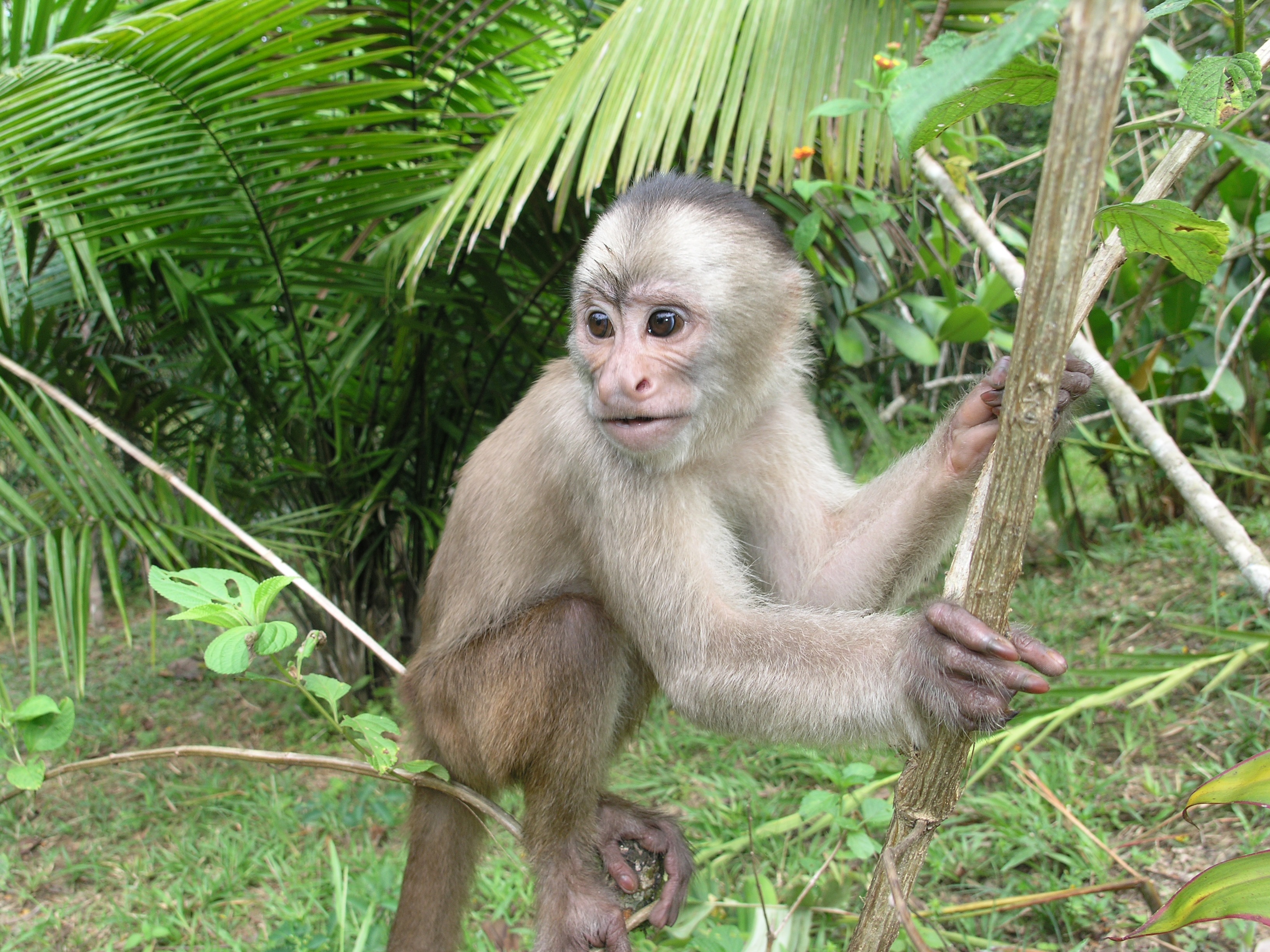 monkey-on-the-branch-3