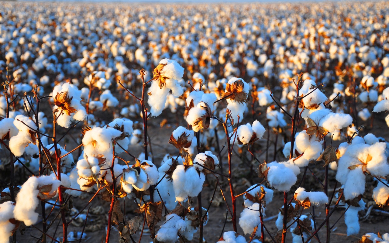 Cotton-Field-Wallpapers-009