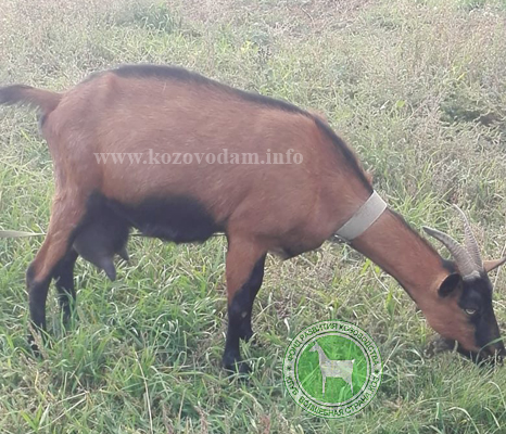 Сара 1 Андрей Х