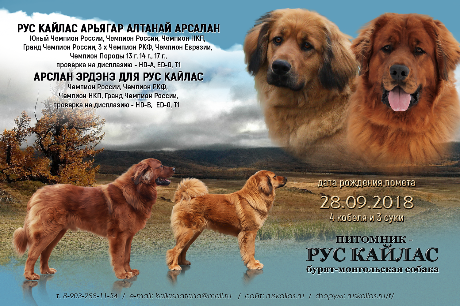 Buryat Mongolian dog5 (1)