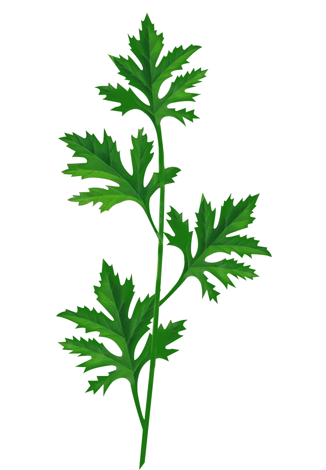 k-spicy-herbs (8)