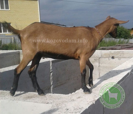 Лапка 1 ДокторСизова