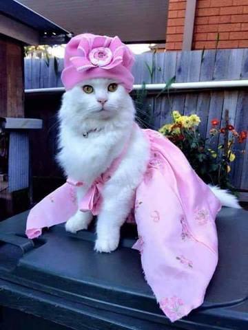 Чайная беседка