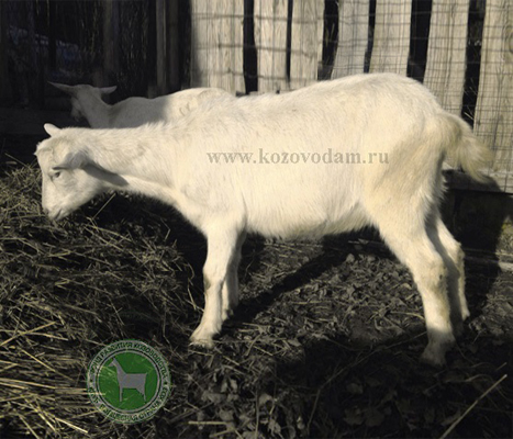 Астильба 1 Helgina